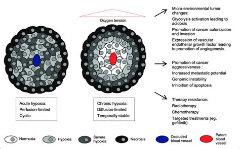 The Two Main Types Of Hypoxia Acute And Chronic And Their Impact On