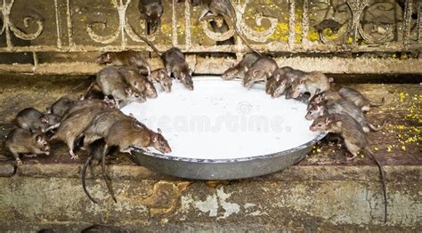 Rats Saints Fonctionnant Autour De Karni Mata Temple Deshnok Inde