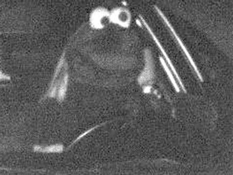 Cookie Monster At The Wheel He Was Caught By A Speed Camera