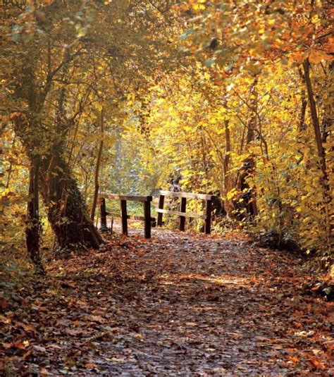 Fall Foliage - Garden Fences and Gates in Autumn