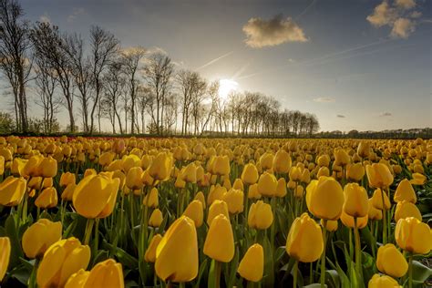 Tulips In The Netherlands History | Tulips Flower