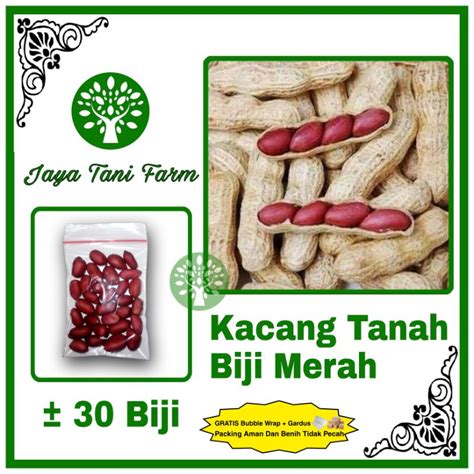 Jual Biji Benih Kacang Tanah Kulit Merah Super Hibrida Red Skin