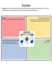 Enzymes Graphic Organizer 1 1 Docx Enzymes Directions After You