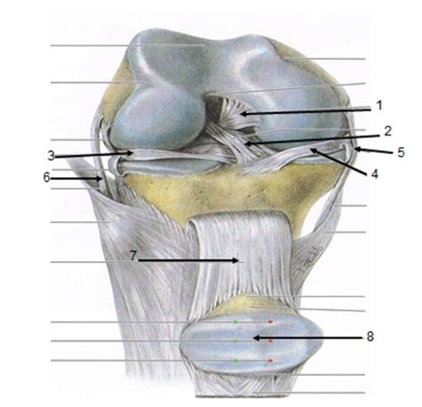 Label Knee Ligaments And Menisci Diagram Quizlet