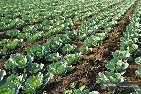 Cauliflower Growing On Field Clean Ground Stock Photo