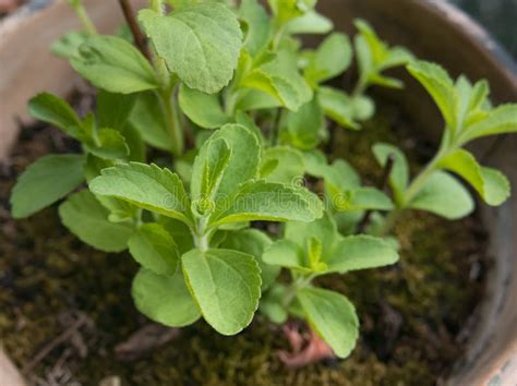 Potted Stevia Plant Indoorsstevia Rebaudiana Stock Image Image Of