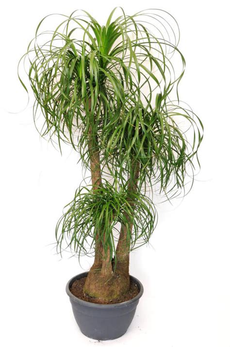 Ponytail Palm (Beaucarnea Recurvata) Guide | Our House Plants