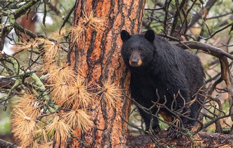 Suspect Arrested Months After Capturing Black Bear Hunter Fleeing The Scene