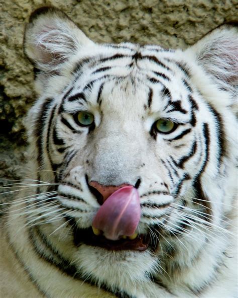 White Bengal Tiger Close-up Photograph by Kevin Batchelor Photography - Pixels