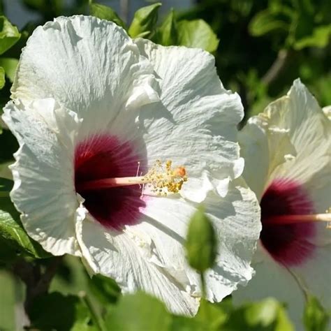 Hibiscus Luna White Hibiscus Luna White Garden Center Point