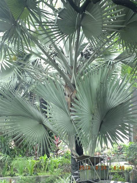 Photography with Dr. Ernie.: A palm tree with anahaw looking leaves ...