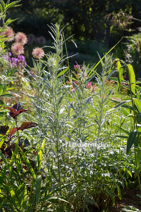 Artemisia Ludoviciana Silver Queen Western Mugwort 112847