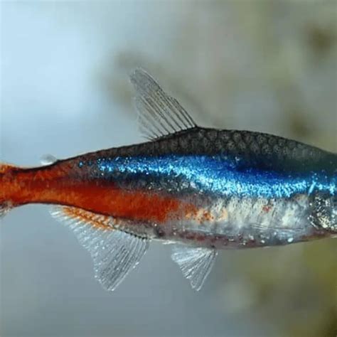 Neon Tetra Fin Rot: Causes, Symptoms & Prevention – Pet Fish Online