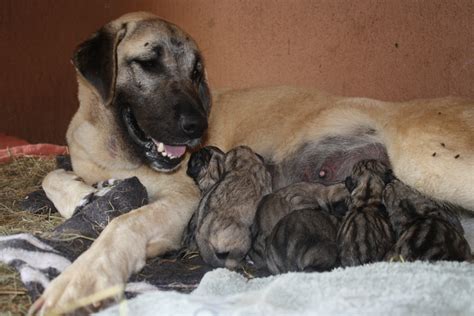 Cheetah News: Kangal Puppies Born Yesterday