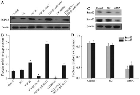 TGF β1 induces PGP9 5 expression in CAFs to promote the growth of