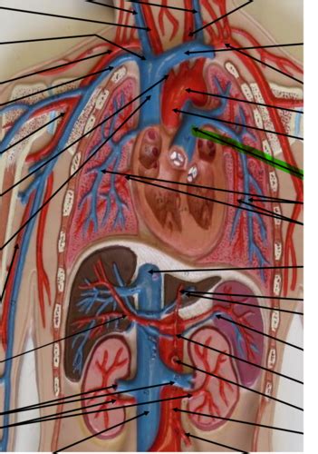 Lab Exam 1 Circulatory System Model Arteries Flashcards Quizlet