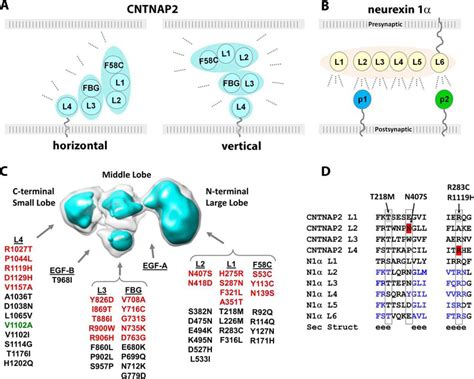 Molecular Architecture Of Contactin Associated Protein Like Cntnap