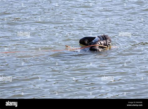 Scuba Diver Getting Ready To Dive Stock Photo Alamy