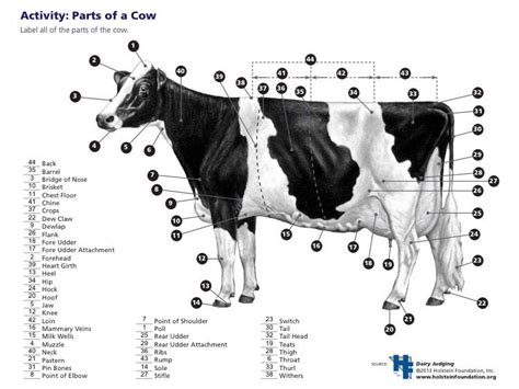 Parts Of A Dairy Cow Key Dairy Cows Dairy Cattle Cattle