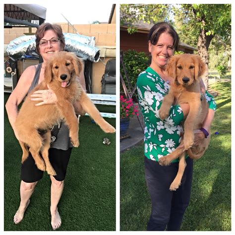 New Families — Heavenly Sunsets Golden Retrievers