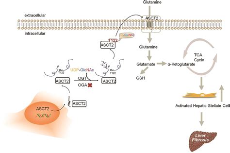 O Glcnacylation Coordinates Glutaminolysis By Regulating The Stability