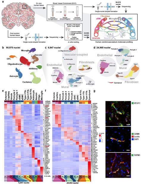 Figure 1 From Single Cell Dissection Of The Human Cerebrovasculature In