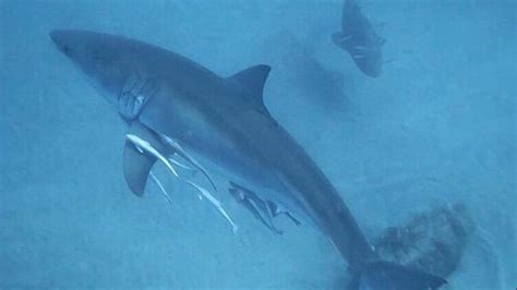 It Was Just Beautiful Stuart Diver Encounters Great White Shark Off Jupiter Shore