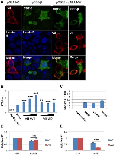 HIV 1 Vif sequesters CBF β in the cytoplasm A HeLa CBF β knockdown