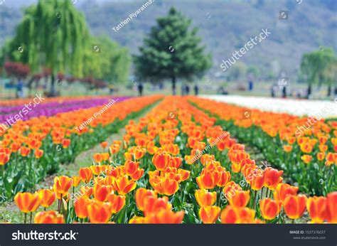 148 Indira Gandhi Memorial Tulip Gardens Stock Photos, Images ...