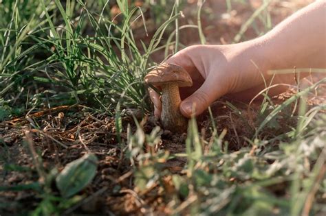 Premium Photo Hand Picking Mushroom Mushroom Picking Conceptwalking