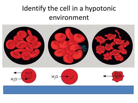 Ppt Hypertonic Vs Hypotonic Powerpoint Presentation Id