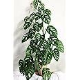 PlantaZee Monstera Obliqua Swiss Cheese Vine Broken Heart Plant