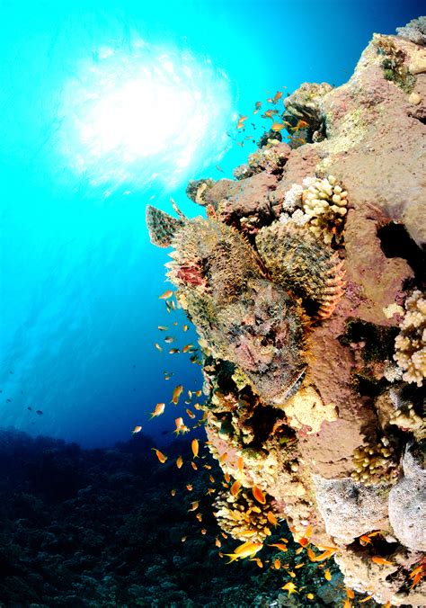 The Scorpionfish – a master of camouflage, but not always