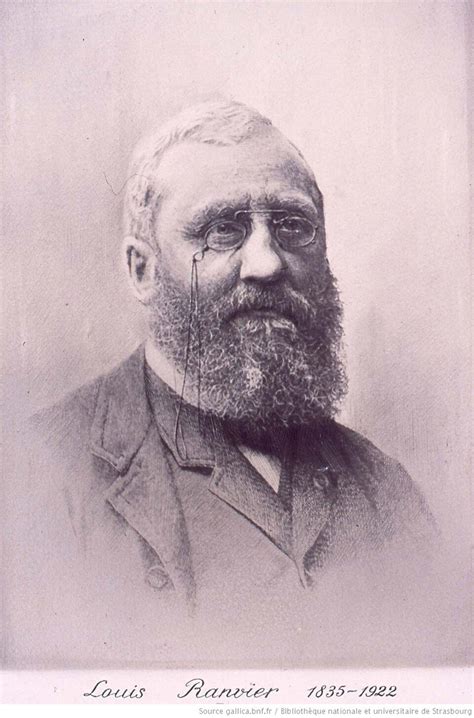 louis antoine ranvier wikipedia