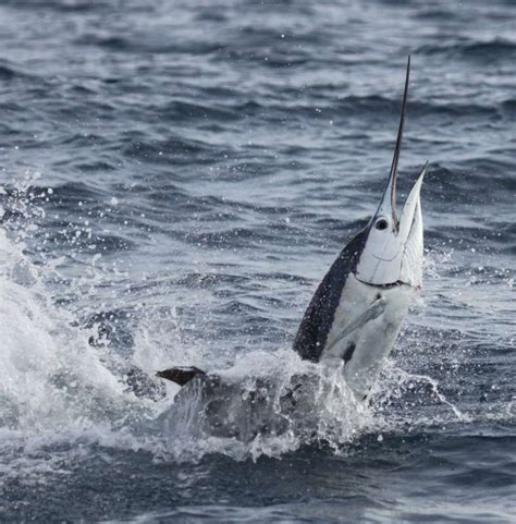 Fastest Fish in the World: Catching a Sailfish in Miami | Official ...