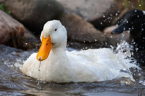 White Duck Splashing Bill Black Beauty Photo Background And Picture For ...