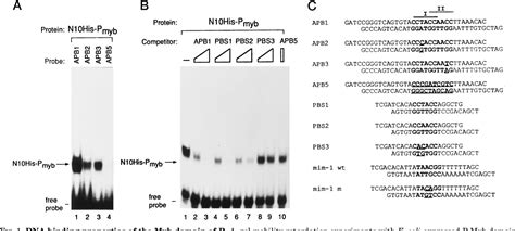 Figure 1 From Differences Between Plant And Animal Myb Domains Are