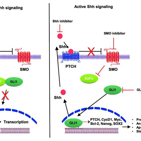 Hedgehog Signaling Pathway Inactivated Signaling Left Occurs In The