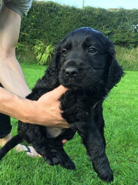 Black cocker spaniel puppies 4 girls left | in Keith, Moray | Gumtree