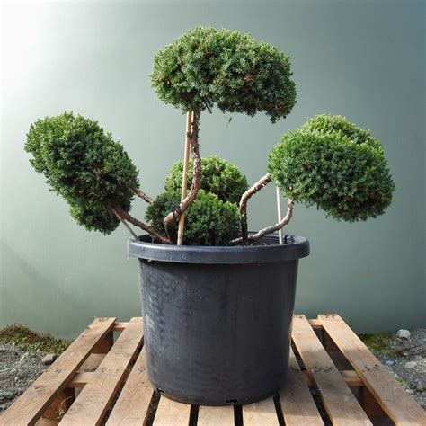 Juniper procumbens 'Nana' cloud — Statement Trees