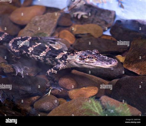 Alligator Baby Sitting In The Water Stock Photo Alamy