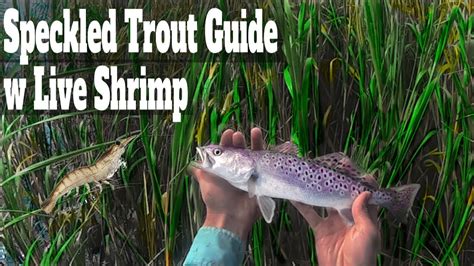 How To Catch Spotted And Speckled Sea Trout Fishing With Live Shrimp