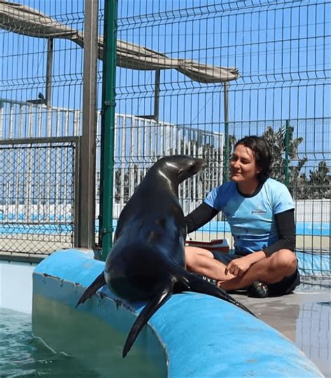 Son Diferentes Las Focas O Los Lobos Marinos Del Acuario De Veracruz