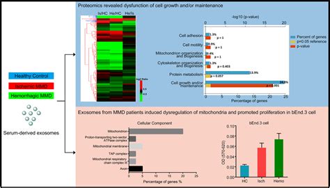 Proteomic Profiling Of Exosomes From Hemorrhagic Moyamoya Disease And