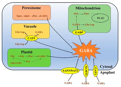 Metabolites Free Full Text Gaba Metabolism Transport And Their