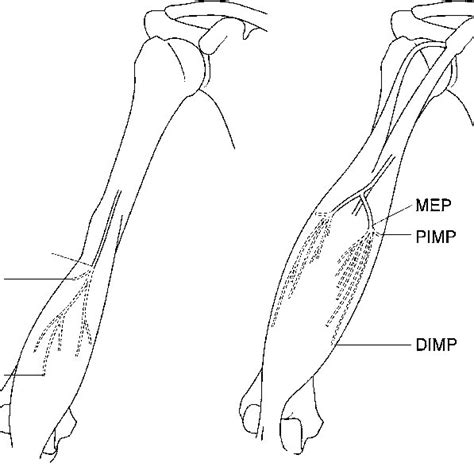 Schematic Mapping Of Motor Points For Biceps And Brachialis Muscle Red