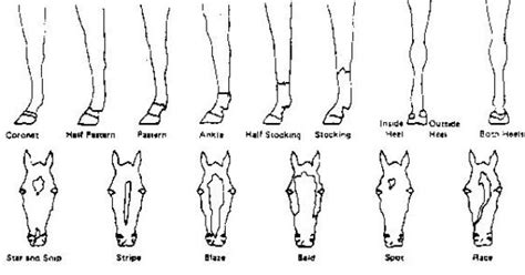 Equine Markings Chart