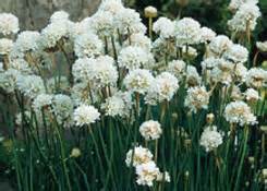 Armeria plant and seed varieties from rich farm garden