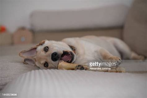 Dog Tearing Up Furniture Photos And Premium High Res Pictures Getty