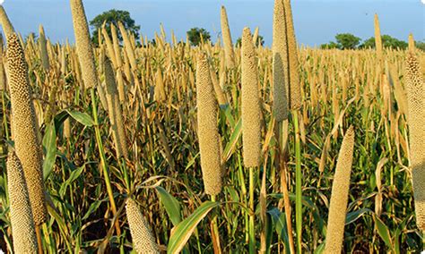 Millet Benefits | Food For Life | Grain and Seed Guide